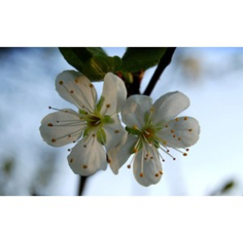 Apple flower Tea