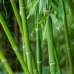 Bamboo Leaf Tea